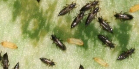 Trips na krastavcima: fotografija i borba protiv njih